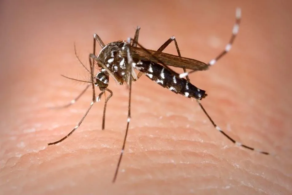 O bairro de Fazenda Coutos apresentou maior número de infestações