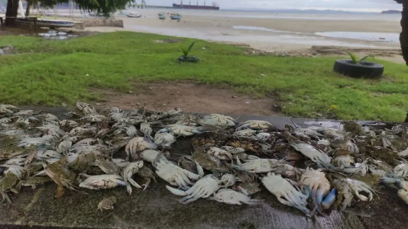 Siris, camarões e mariscos foram encontrados mortos na faixa de areia da praia de São Tomé de Paripe, em Salvador, na quinta-feira, 11