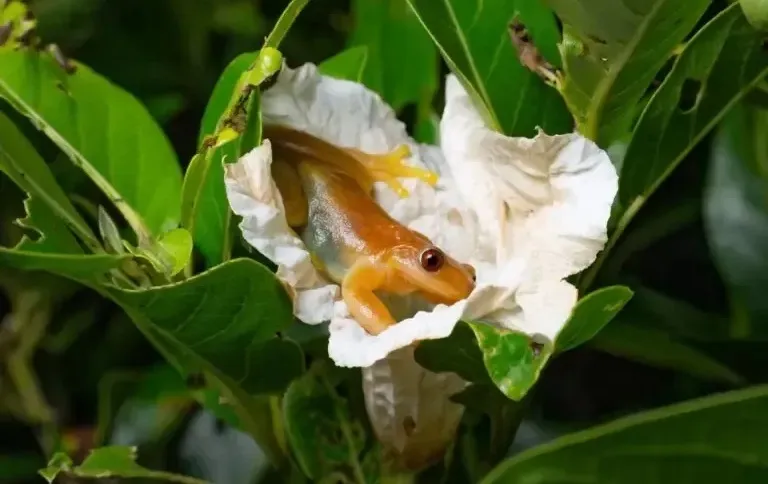 A descoberta é inovadora porque, até então, o comportamento polinizador é comum em aves, morcegos e insetos, nunca registrado antes em anfíbios