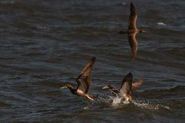 Três aves silvestres tiveram o vírus confirmado no Estado do Espírito Santo