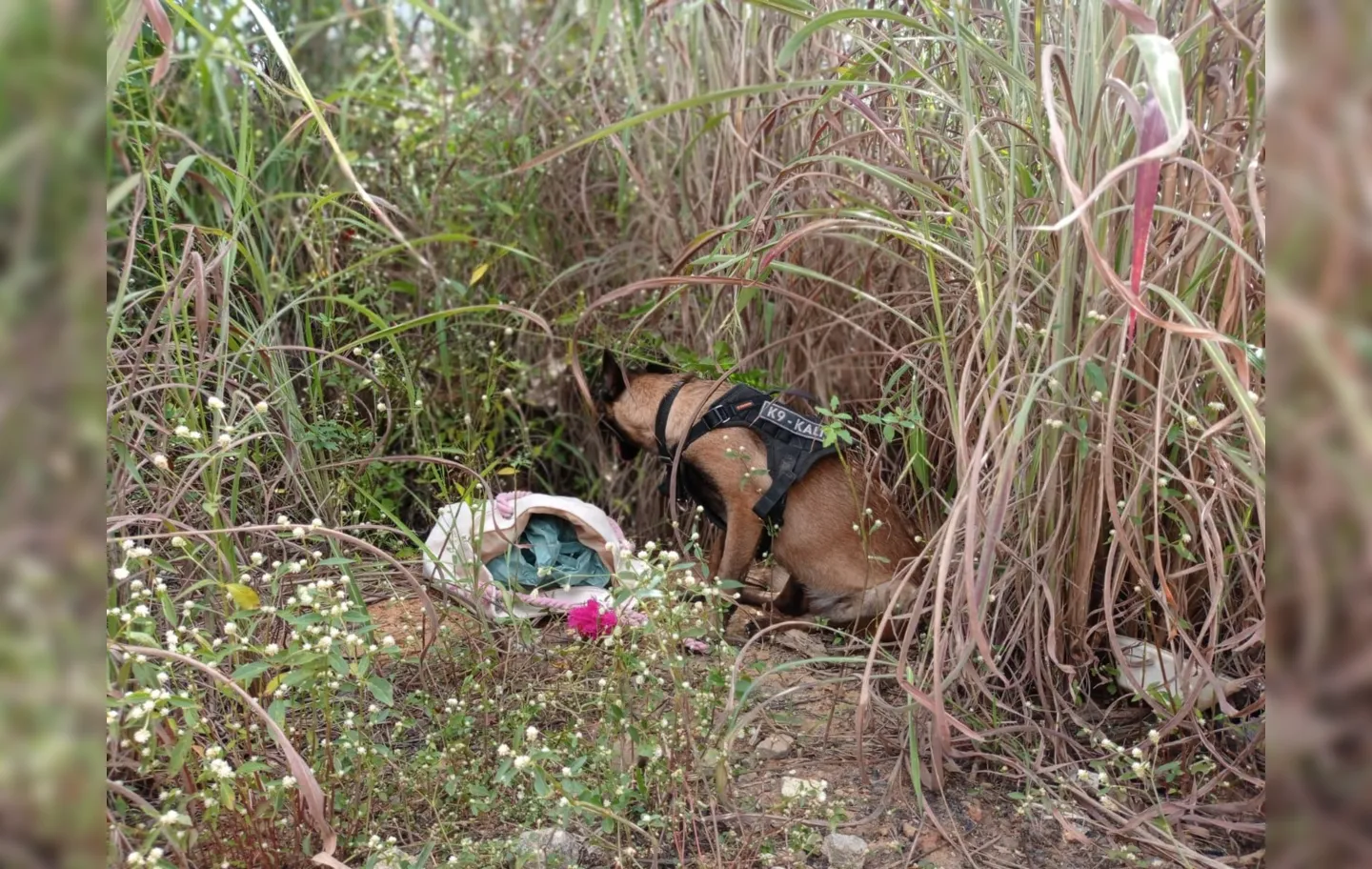 Cão farejador K9 Kalil foi levado ao local e encontrou a bolsa arremessada com 4,5 quilos de cocaína
