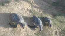 Imagem ilustrativa da imagem Três tartarugas marinhas são encontradas mortas em praia de Salvador