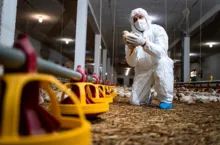 Imagem ilustrativa da imagem 260 mil aves morrem em surto de gripe aviária na Argentina