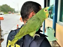 Imagem ilustrativa da imagem PRF resgata dois papagaios dentro de veículo em Feira de Santana