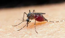 Imagem ilustrativa da imagem Ministério da Saúde lança campanha contra malária