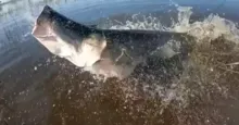 Imagem ilustrativa da imagem Vídeo: Pirarucu de 2,3 metros 'quebra' boca de de pescador youtuber