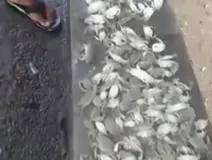 Imagem ilustrativa da imagem Vídeo: crustáceos são encontrados mortos em praia de Salvador