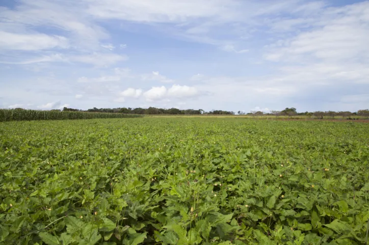 Agroecologia embasa programa nacional de estímulo à produção de alimentos saudáveis