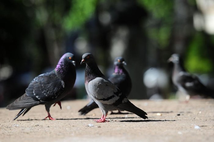 Doença do pombo causa morte de mulher na Bahia