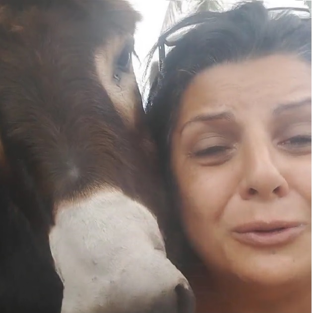 Mulher que cria jumentos denuncia zoofilia: 'animais são raptados'