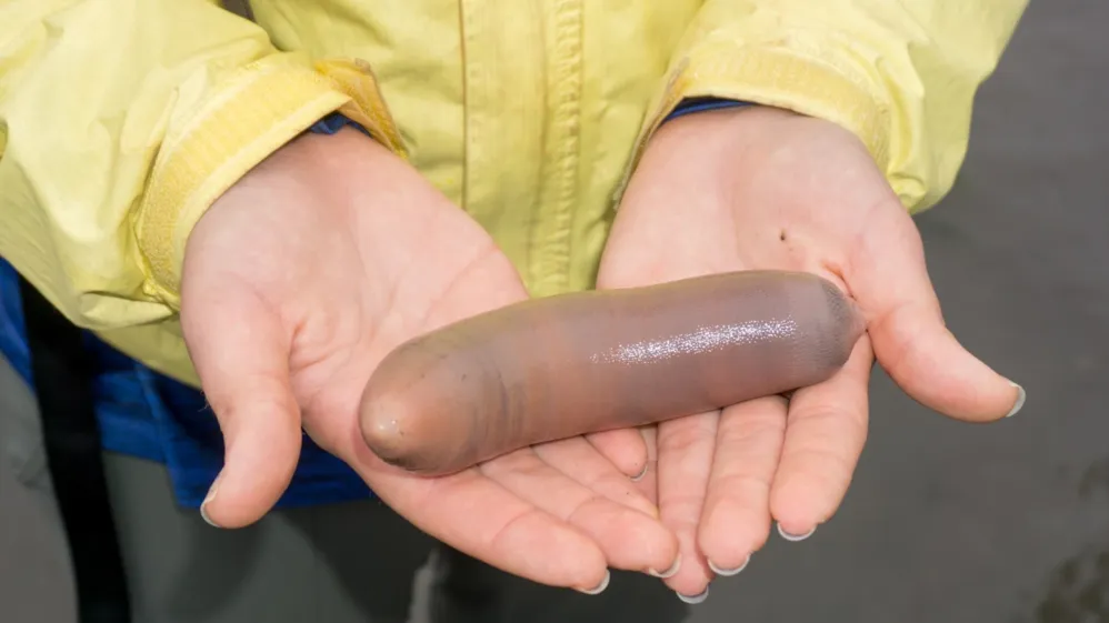 'Peixes-pênis' podem chegar a 30 centímetros de comprimento