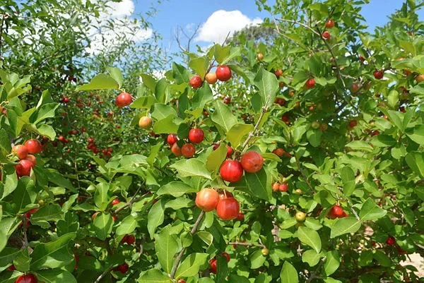 Acerola é uma das frutas cultivadas pelos fruticultores do Sertão Produtivo e que serão processadas para virar polpas, doces e geleias