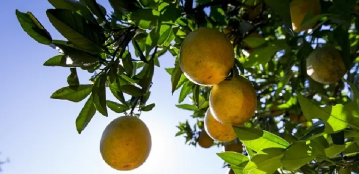 Imagem ilustrativa da imagem Bahia é quarto maior produtor nacional de laranja