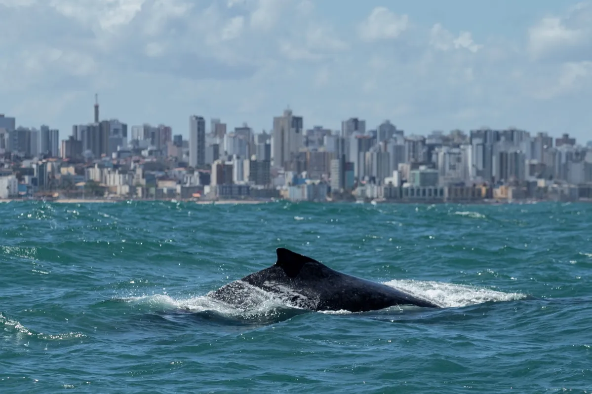 Passeio do Projeto Baleia Jubarte para avistar baleias na costa da capital baiana