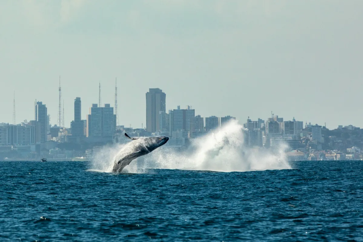 O ponto fixo de observação em Salvador foi montado no Farol da Barra no ano passado e permitiu 577 avistagens de baleias