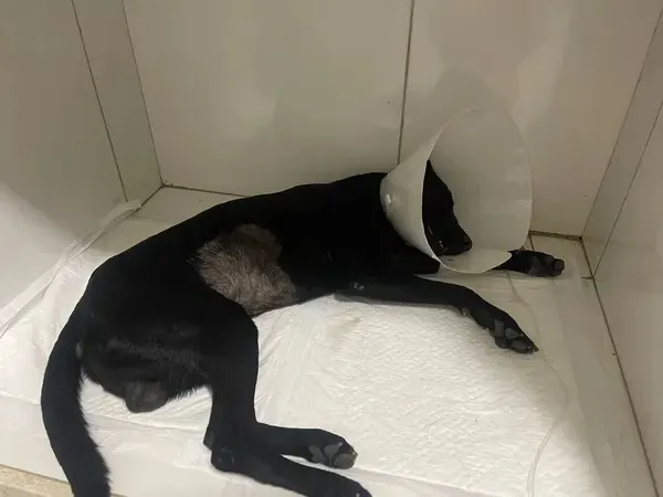Cachorro foi espancado no interior da Bahia