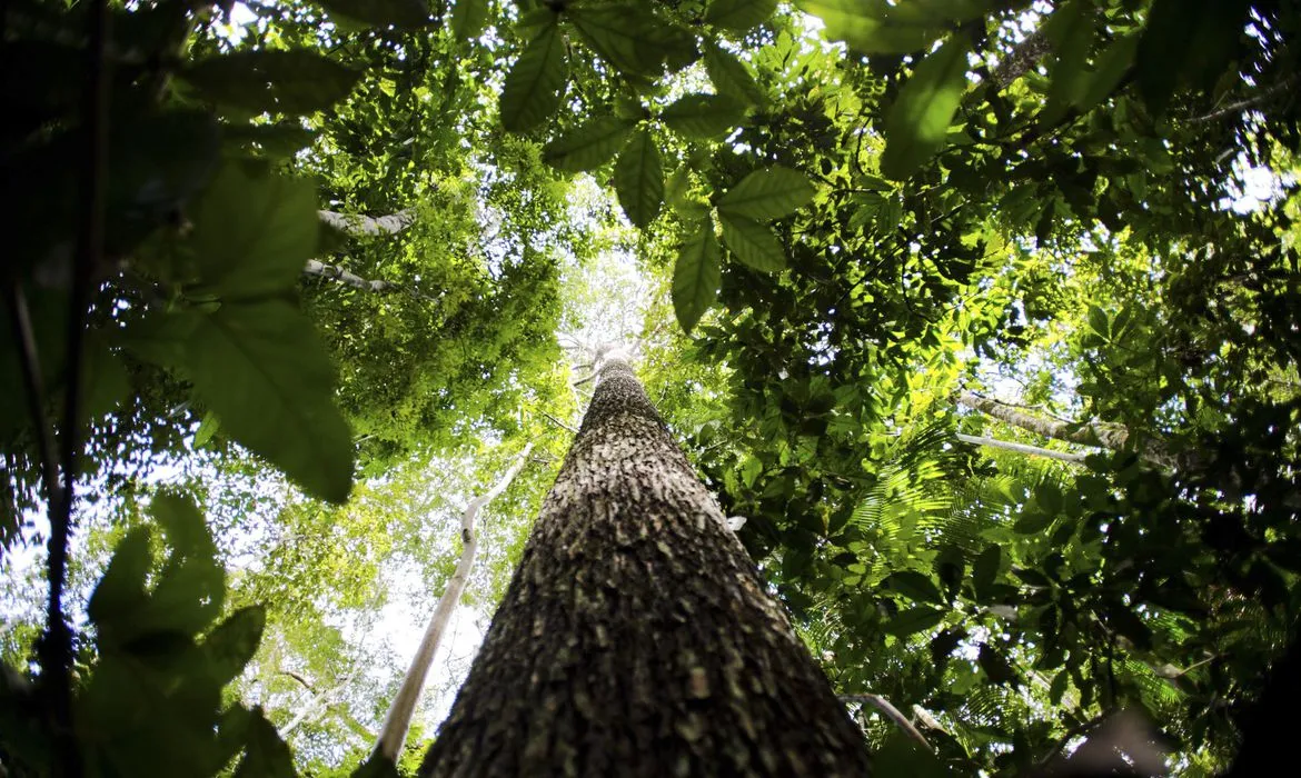 Preservação ambiental é chave para o futuro do país