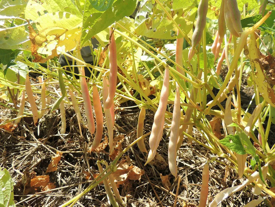 Comércio local das cidades do Centro-Oeste e do interior paulista, regiões que concentram a produção do agro brasileiro, pode ser fortemente impactados