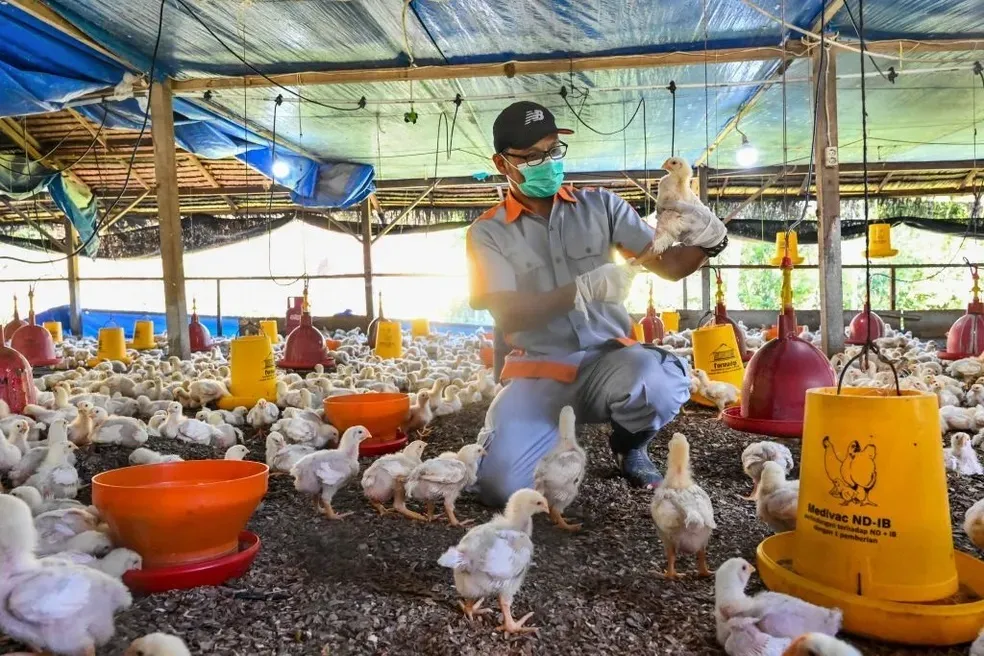 Brasil segue sem nenhum caso da doença em pessoas