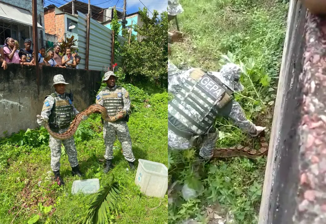 A cobra, que segundo os agentes estava em bom estado de saúde, foi entregue no Núcleo de Ofiologia e Animais Peçonhentos da Universidade Federal da Bahia (Noap/UFBA)