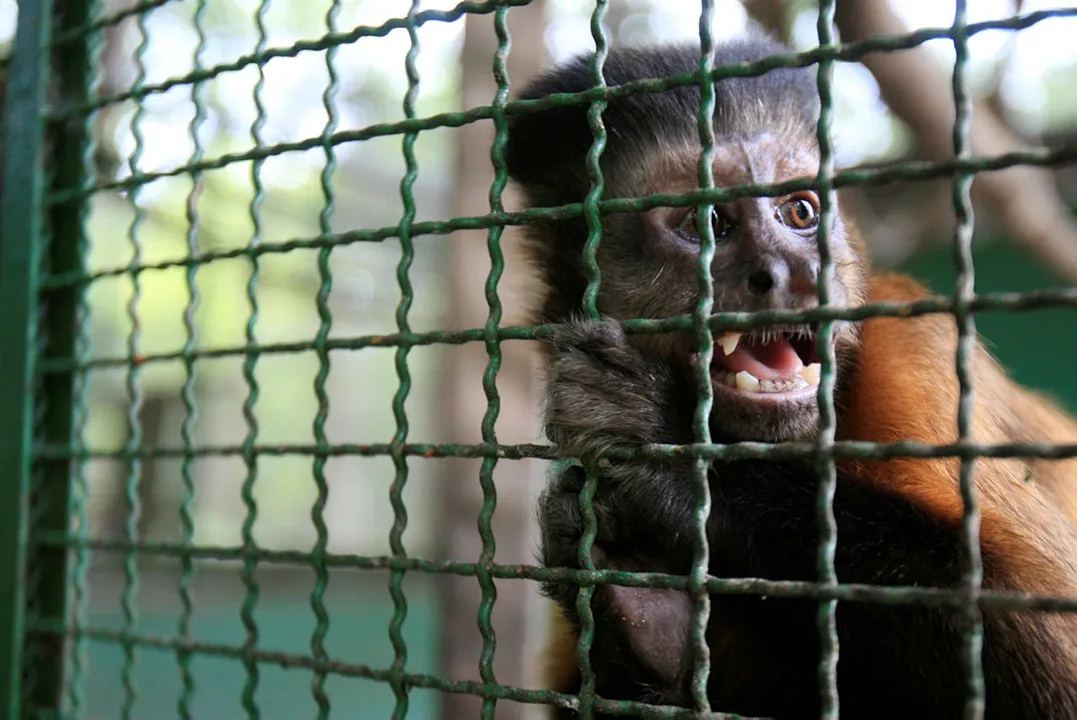 Exploração de animais silvestres na internet pode aumentar tráfico