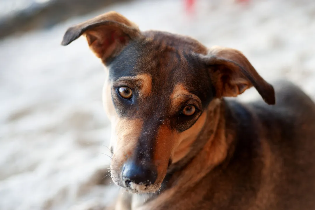O pressuposto é suficiente para  criação  de políticas públicas  para proteger quem perambula sobre quatro patas