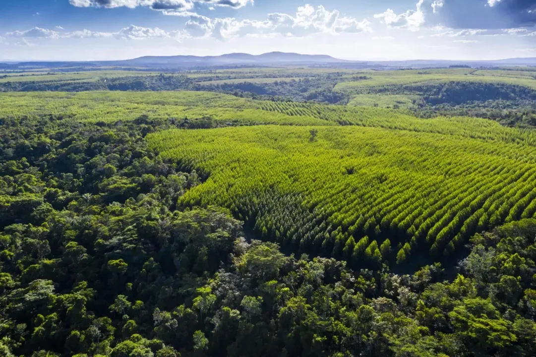 Veracel produz papel e celulose, em Eunápolis