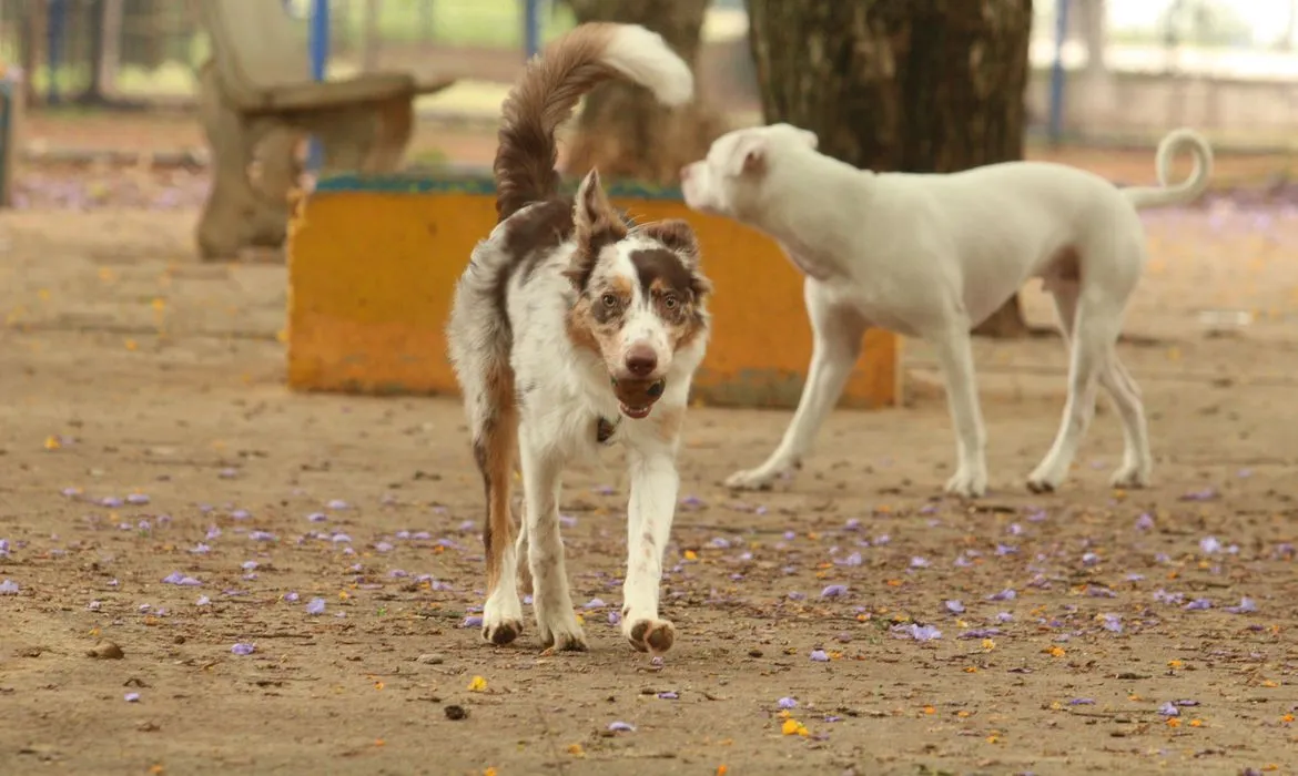 As fiscalizações ocorrem em fábricas de produtos veterinários