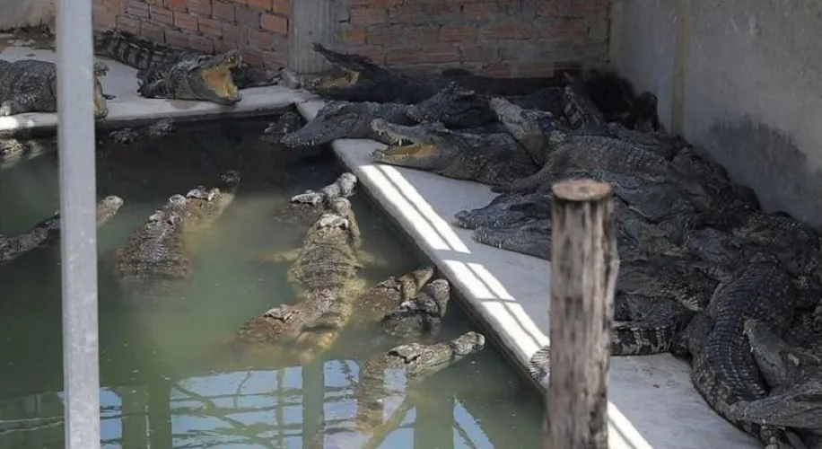 A cidade é famosa por ter fazendas de crocodilos