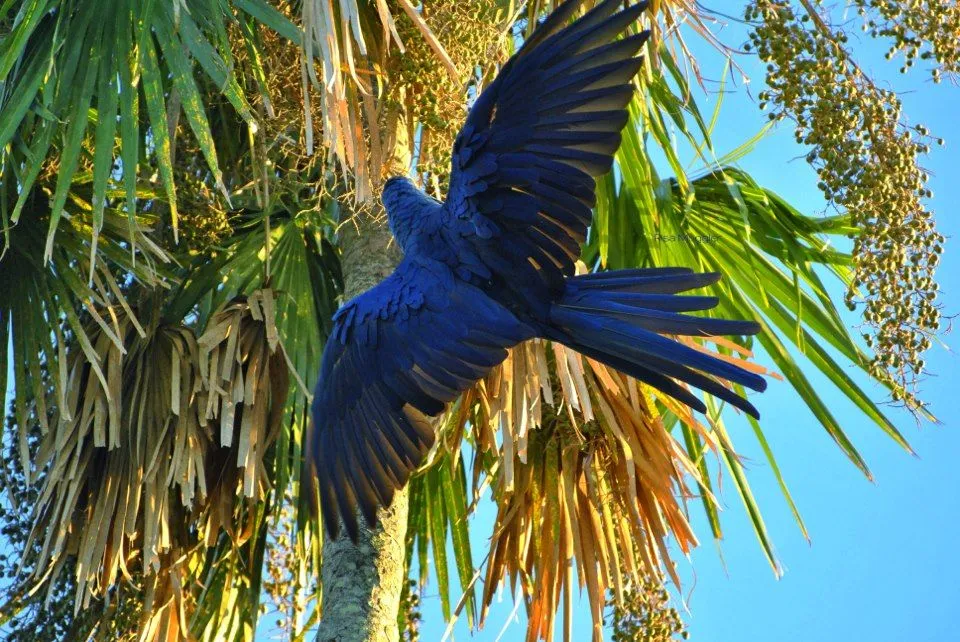 Arara-azul-de-lear está em risco de extinção