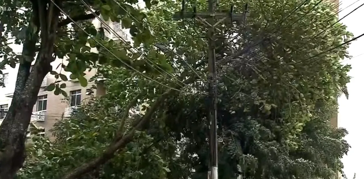 Árvore despencou em cima de um conjunto de fios de um poste
