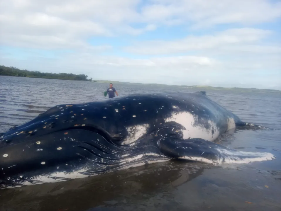 Imagem ilustrativa da imagem Baleia Jubarte encalha na Península de Maraú, na Bahia