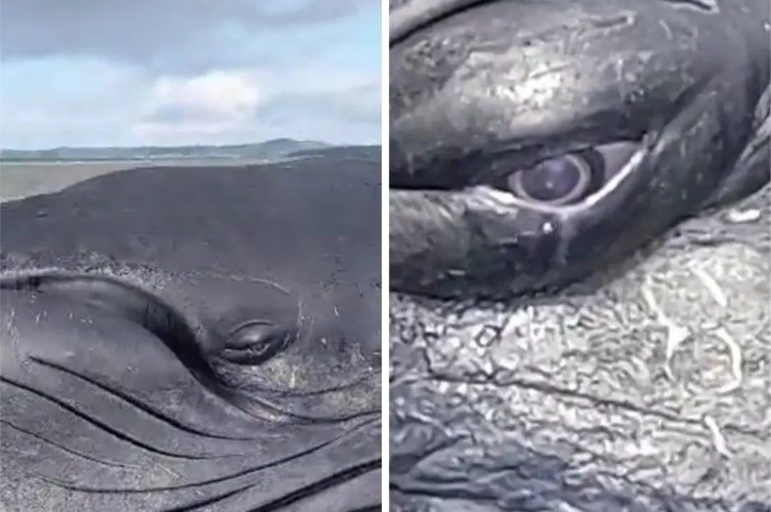 "Choro”, na verdade, é um óleo produzido por glândulas nos olhos das baleias para lubrificação