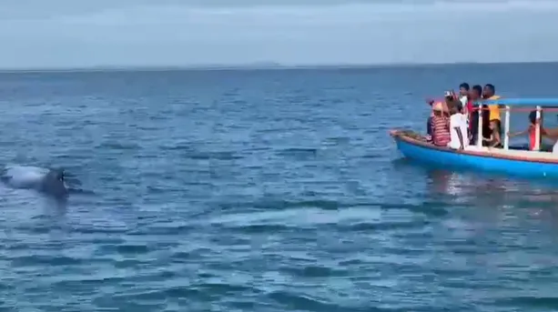 Após quase três horas, os pescadores conseguiram fazer com que ela voltasse ao mar