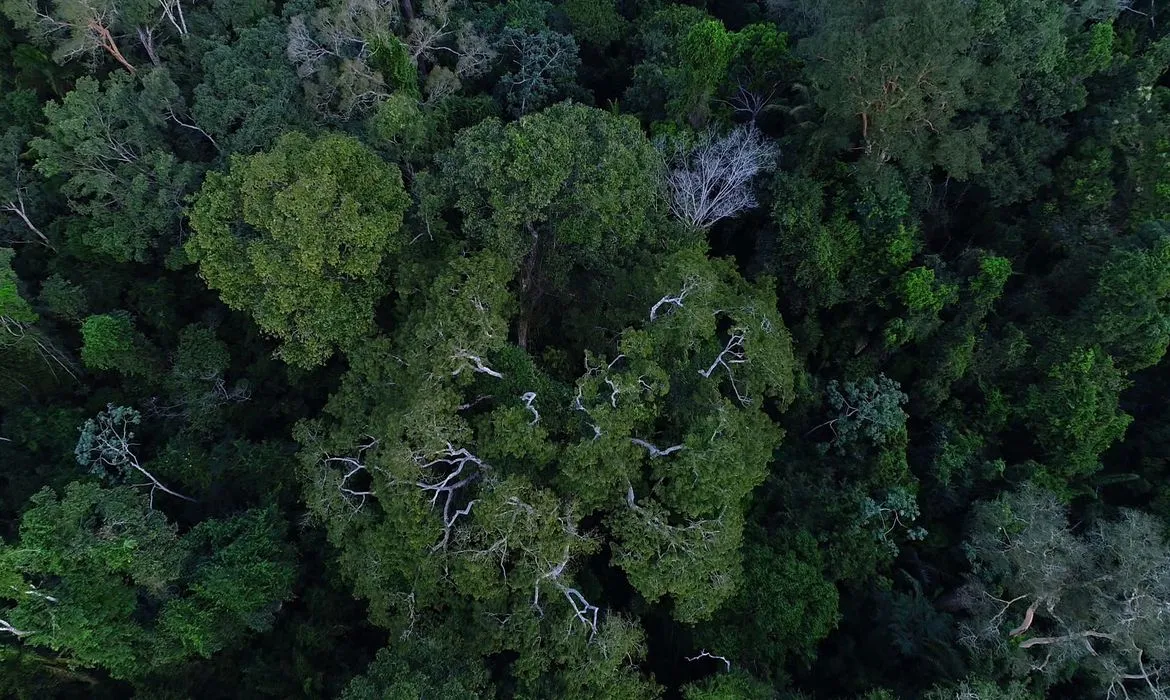 Média de floresta brasileira perdida de 2002 a 2022, é de 1,3 milhão de hectares
