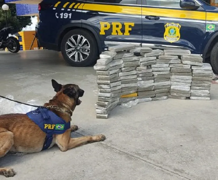 Agentes revistaram as bagagens e encontraram vários tabletes de maconha já embaladas e prontas para comercialização