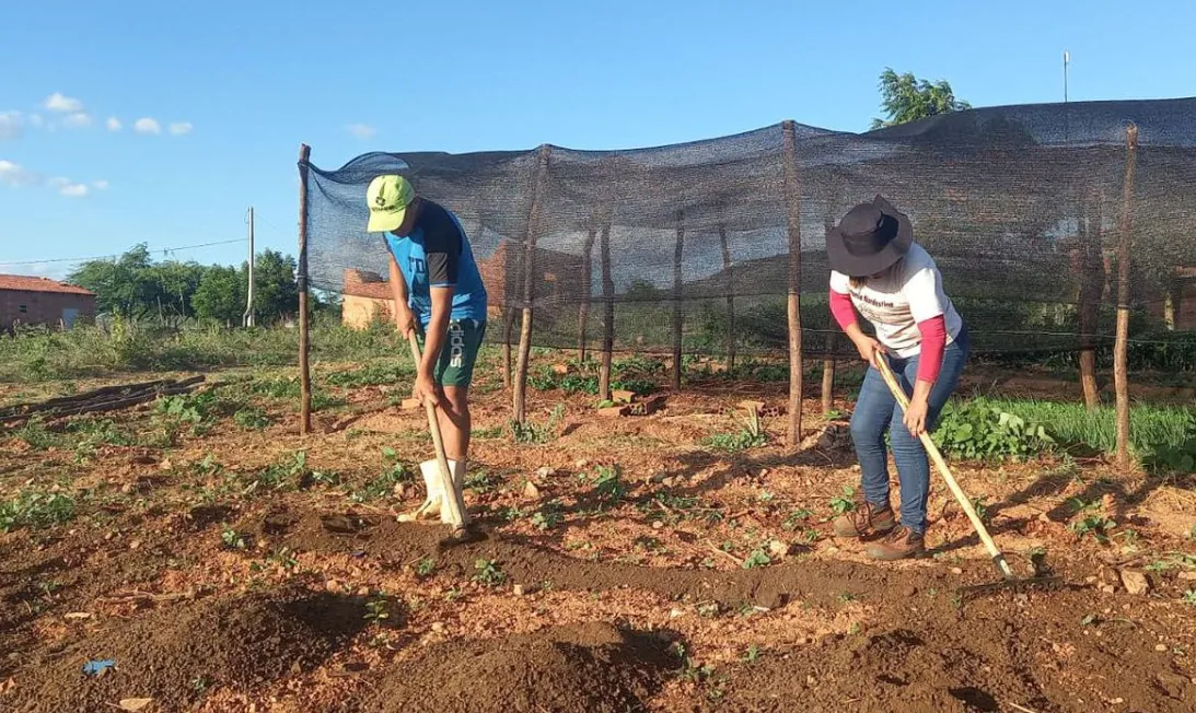 O uso eficiente dos fertilizantes exige um diagnóstico correto de possíveis problemas de fertilidade do solo e nutrição de plantas