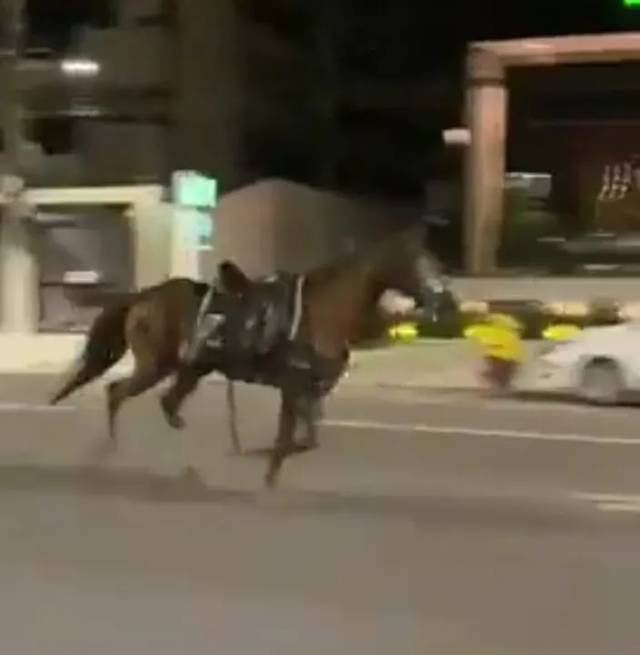 Animais saíram correndo no meio do trânsito