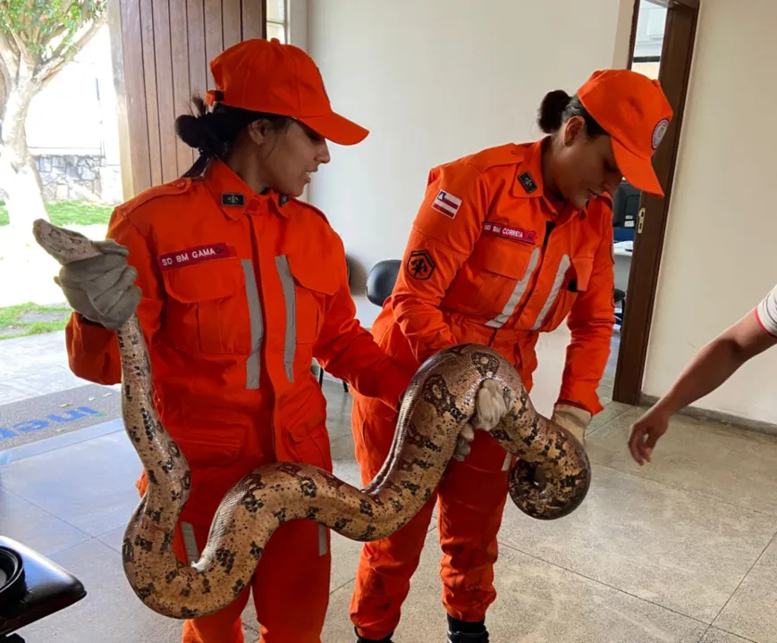 Para captura, bombeiros usaram técnicas adequadas