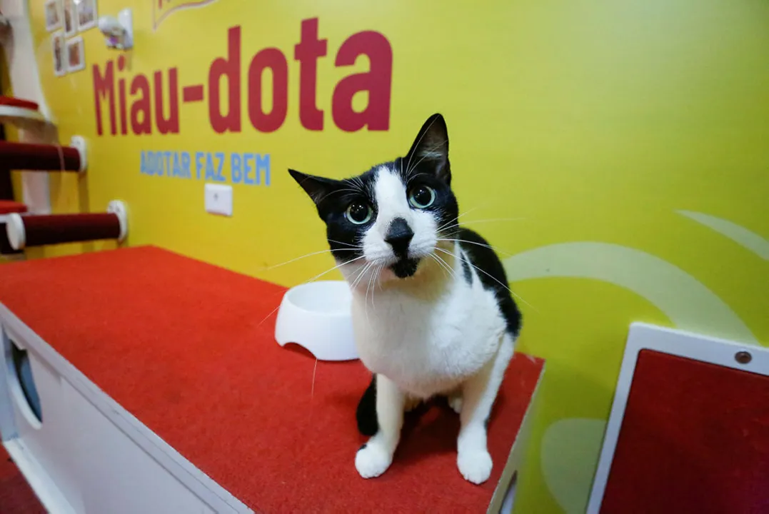 Gato frajola à espera de um novo lar