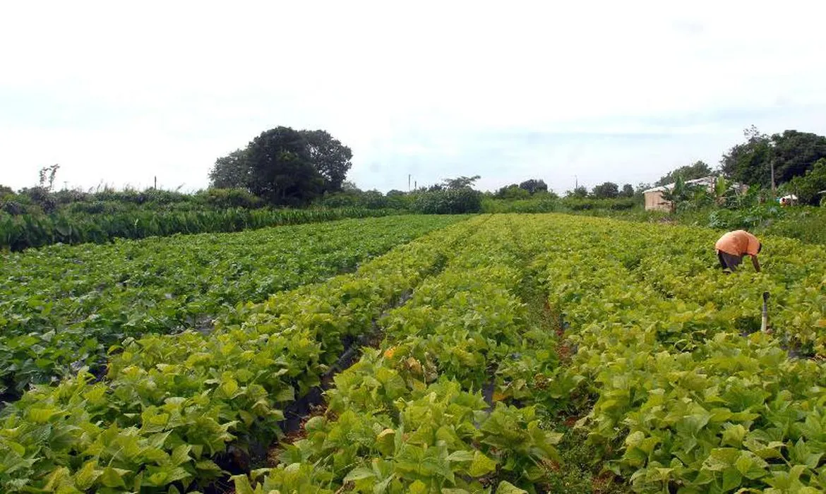 Plano Safra foi desenvolvido sob a coordenação do Ministério do Desenvolvimento Agrário e Agricultura Familiar