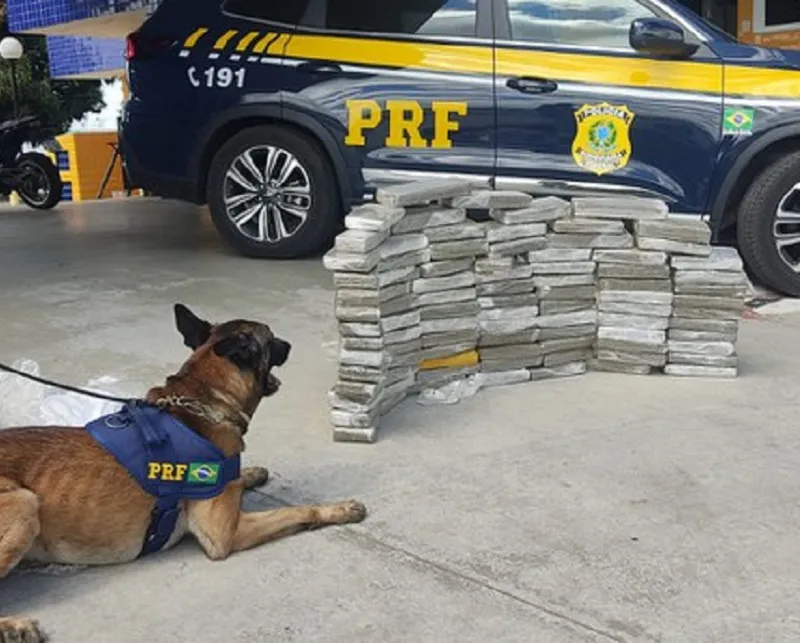 O cão K9 Kaleo sinalizou que dentro de quatro malas havia droga