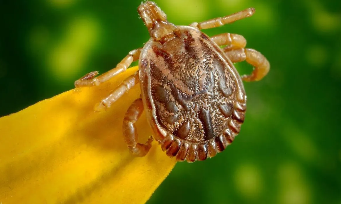 Febre maculosa é transmitida pela picada do carrapato