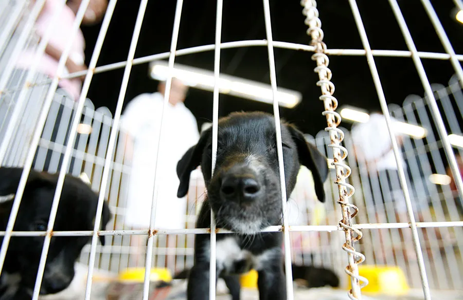 Criadouros registrados pelo Cadastro Estadal do Criador de Animal podem fazer comercialização