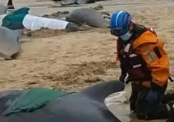 Pelo menos 55 cetáceos, a maioria deles mortos, foram encontrados em uma praia da ilha de Lewis e Harris, no oeste da Escócia