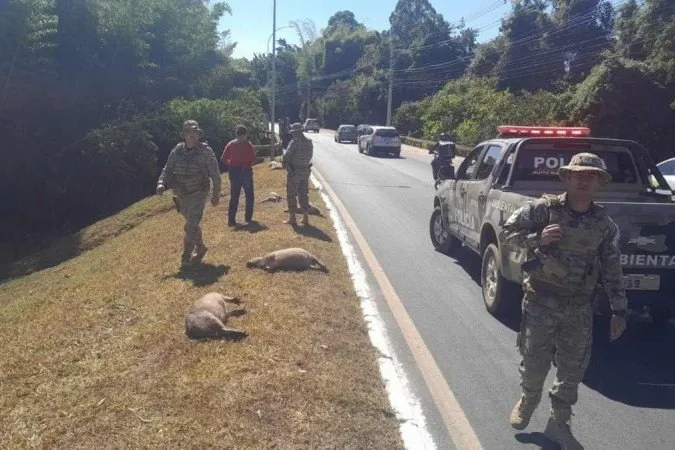Capivaras foram atropeladas na QI 19 do Lago Sul