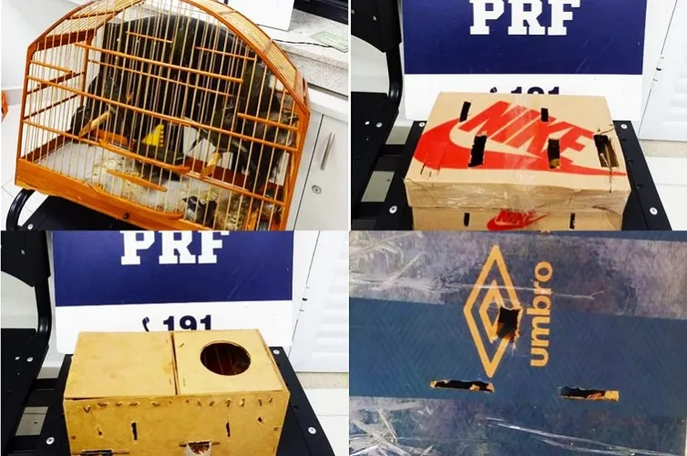 Responsáveis pelo transporte das aves disseram ainda que não possuíam autorização e nem guia de para criação