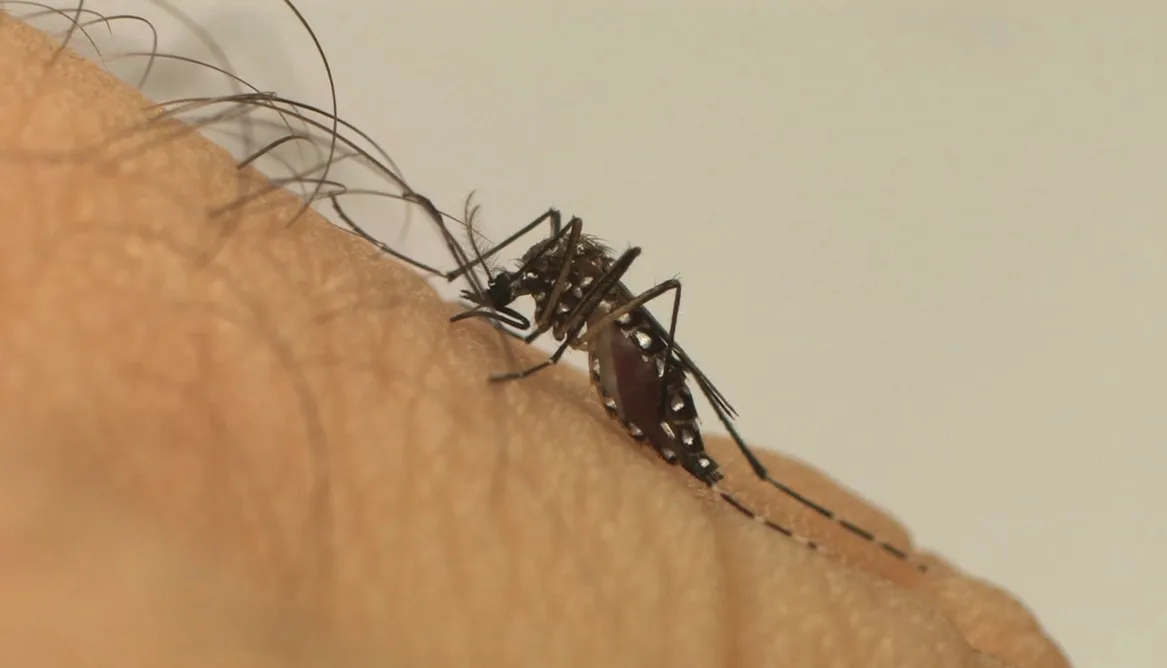 Primeira morte por dengue hemorrágica foi confirmada em Alagoinhas
