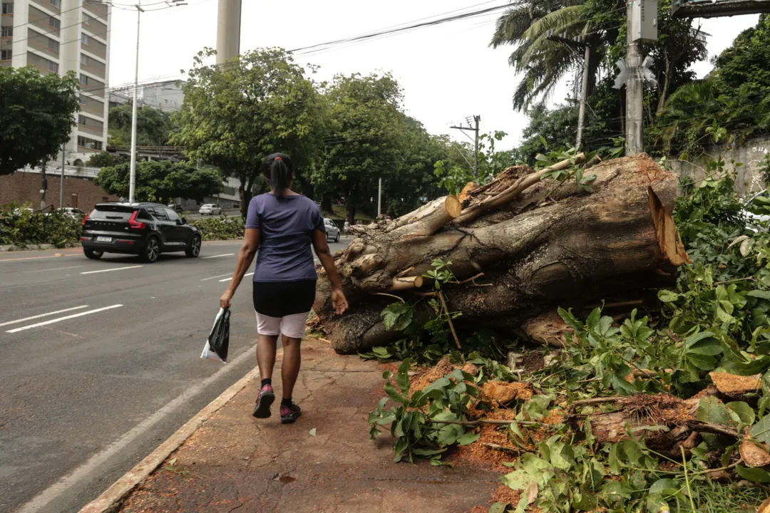 Árvore caiu na avenida Anita Garibaldi, sentido Ondina, na segunda-feira, e ainda obstruía a calçada ontem