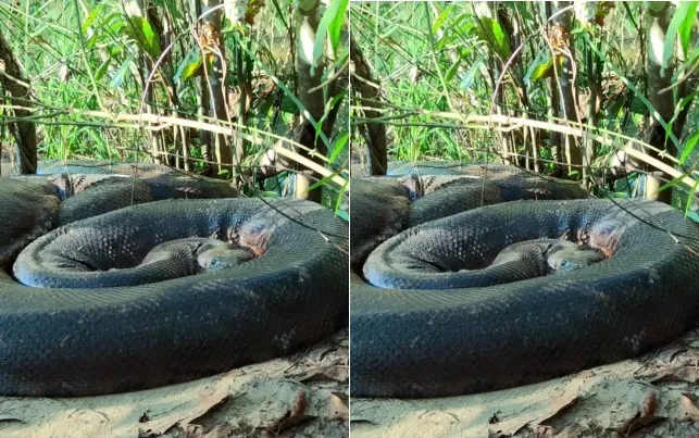 Imagem ilustrativa da imagem Sucuri gigante é flagrada às margens de rio no Mato Grosso do Sul